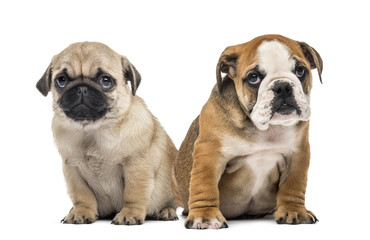 Pug and bulldog puppies side by side, isolated on white