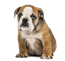 Bulldog pup sitting, isolated on white