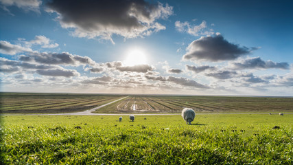Schaf im Sonnenlicht