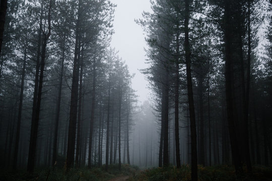 Foggy Woodland
