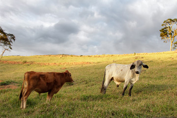 Gado em pastagem com nuvens escuras ao fundo