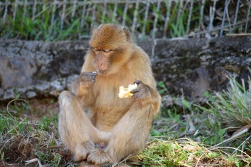 Parque Natural Cabarceno Cantabria España
