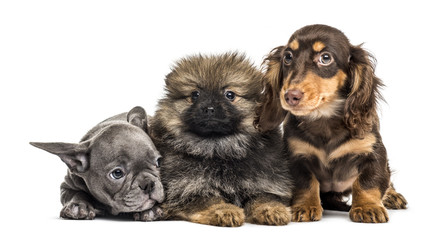 Fototapeta na wymiar Three puppies side by side, isolated on white