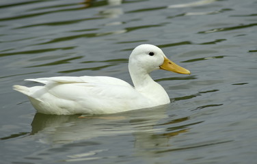 White duck floating on the lake. 