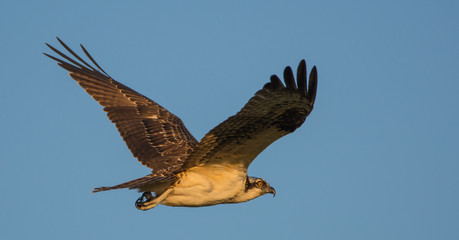 Osprey in flight