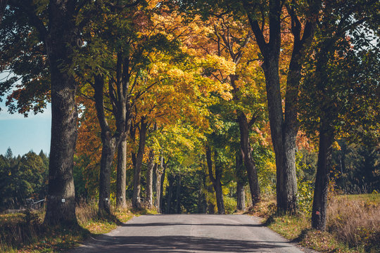 fall road