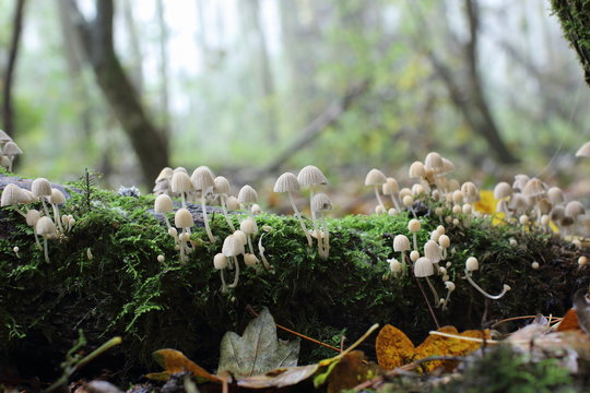 Mushrooms growing on dead wood in a forest in fall