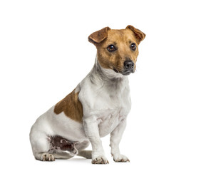 Fototapeta premium Jack Russell Terrier sitting, isolated on white