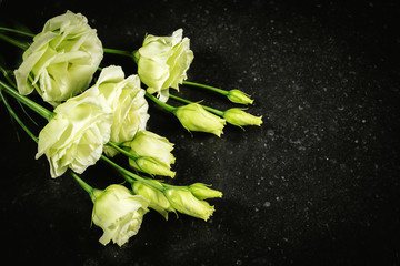 Fototapeta na wymiar Lisianthus, Eustoma. White flowers on dark texture background. Funeral and cemetery flowers concept.