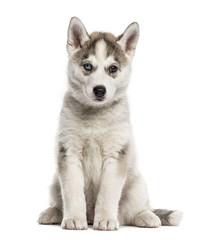 Siberian Husky puppy sitting, isolated on white