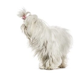 Maltese looking backwards, isolated on white