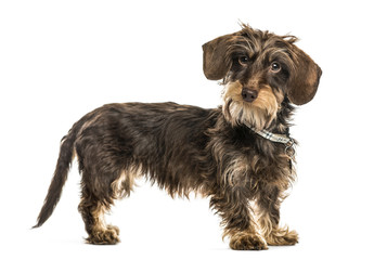 Dachshund standing, isolated on white