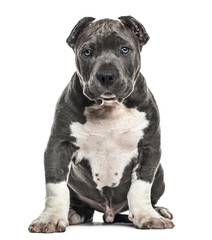 American Bully puppy sitting, isolated on white