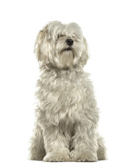 White bichon sitting, isolated on white