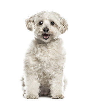 White havanese sitting, isolated on white
