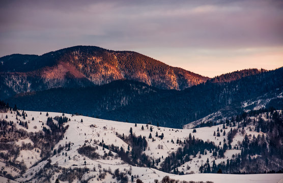 snowy mountain hills with forest at gorgeous reddish sunrise. beautiful nature scenery in winter