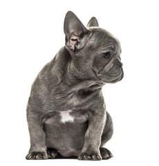 Grey french bulldog sitting, isolated on white