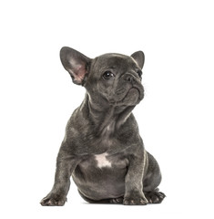 Grey french bulldog sitting, isolated on white