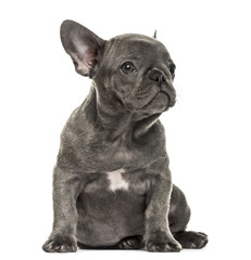 Grey french bulldog sitting, isolated on white