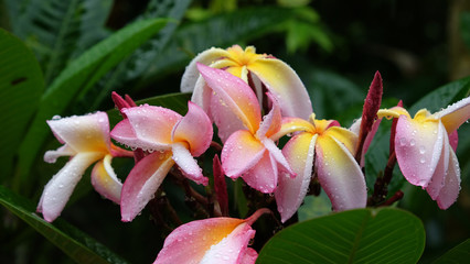 Plumeria