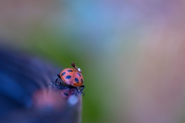 Pastel Ladybug