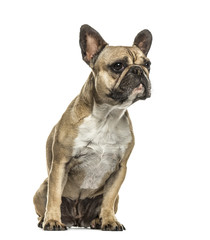 French bulldog sitting looking away, isolated on white