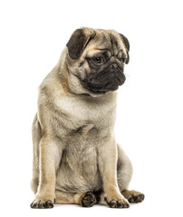 Pug sitting, isolated on white