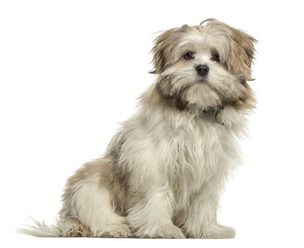 Lhasa apso sitting, isolated on white