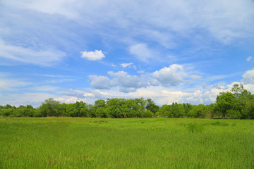 Fototapeta na wymiar Summer landscape, blue sky and green meadow