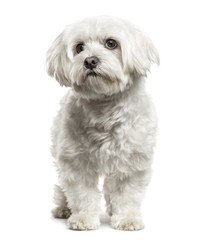 Maltese standing, isolated on white