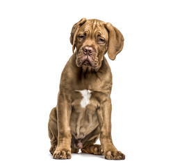 Dogue de Bordeaux sitting, isolated on white