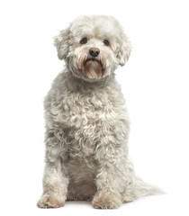 Maltese sitting, isolated on white
