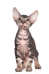 beautiful tabby sphynx kitten standing on white