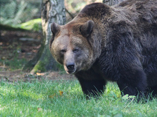 american brown bear