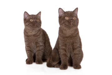 two adorable brown british shorthair kittens posing together