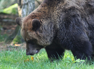 Fototapeta premium american brown bear