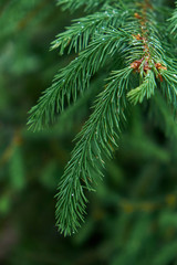 Branch of young fir