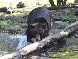 american brown bear