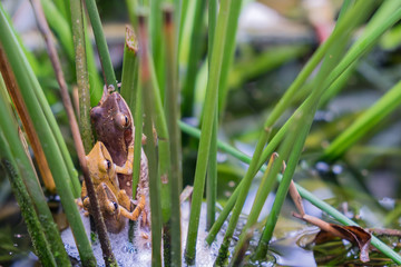 Golden Tree Frog