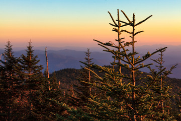 Pine trees stand strong at sunrise in Great Smoky Mountains National Park