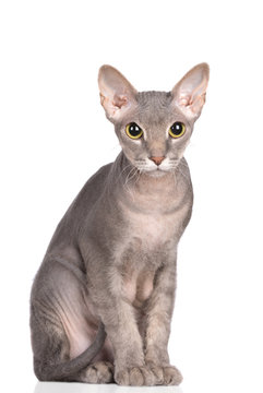 beautiful sphynx cat posing on white
