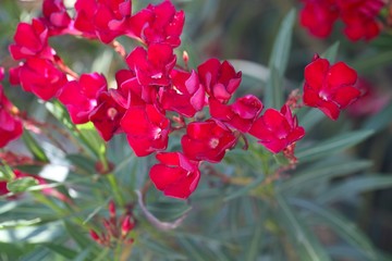 Flowers of an oleander shrub