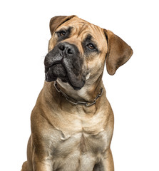 Obraz premium Close-up of a bullmastiff, isolated on white