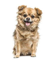 Chihuahua sitting and panting, isolated on white