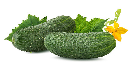 Fresh cucumbers with leafs and flower isolated on white background with clipping path