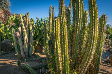 Echinopsis chiloensis, cactus de Chile