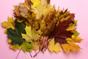 A bouquet of autumn leaves on a light background