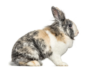 Side view of a rabbit, isolated on white