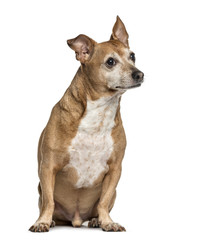 Crossbreed dog looking away, isolated on white