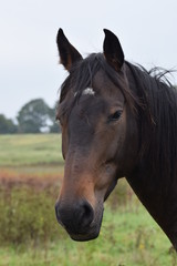 Fototapeta premium Dark horse animal portrait
